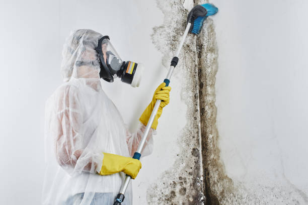 Orange, TX Mold Removal Pros
