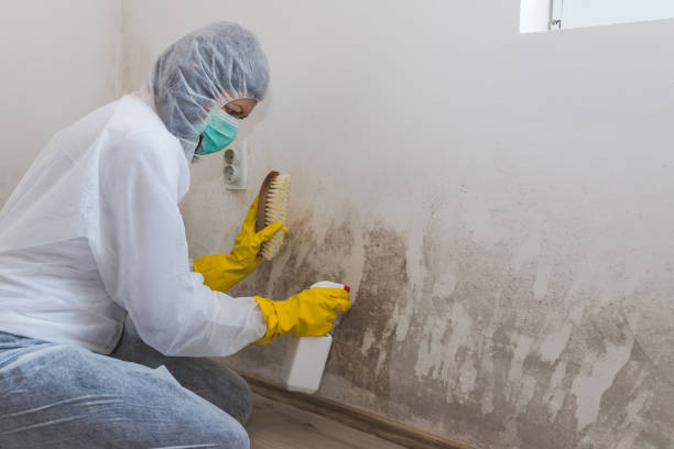 Best Affordable Mold Removal  in Orange, TX