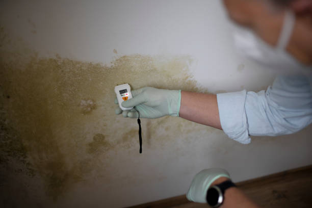Reliable Orange, TX Mold Removal Solutions