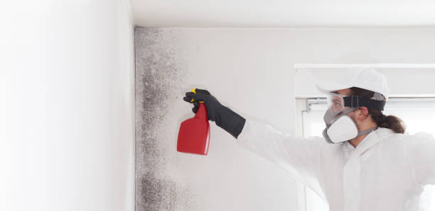 Best Same-Day Mold Removal  in Orange, TX