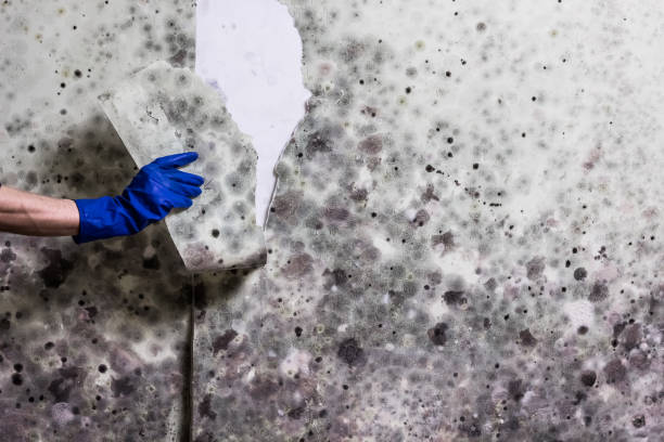Best Local Mold Removal Service  in Orange, TX